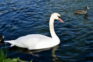 swan on the water