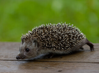 Obraz premium Baby hedgehog walking on wooden table, closeup