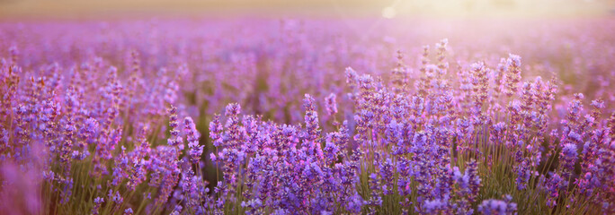 Panorama sunset over a lavender field.
