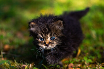 Naklejka na ściany i meble Kitten on green grass, close up portrait