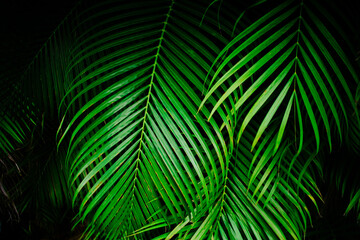 Deep green palm tree leaves on black background. Tropical background. 