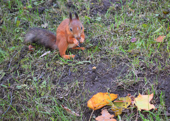 squirrel in the park