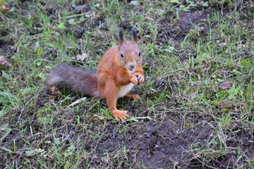 red fox in the forest