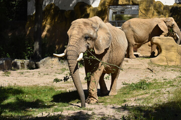 Zoo Dvůr Králové