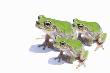 Fototapeta premium カエル