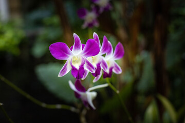 Purple orchid flower in the garden. Branch of blooming orchid. Tropical flowers blossom. Flower background for decoration. Selective focus. Close up. Bali