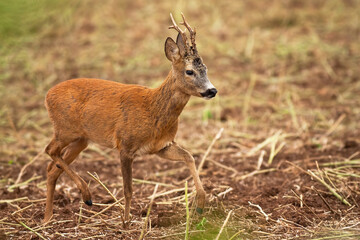 Roe deer, capreolus capreolus, buck walking on stubble in summertime nature. Wild antlered animal marching on field. Brown mammal moving in summer wilderness.