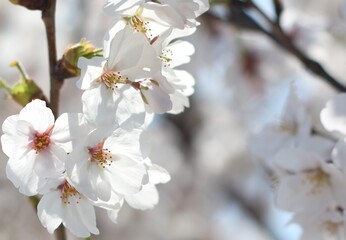 Beautiful and cute white sakura (cherry blossom) wallpaper background