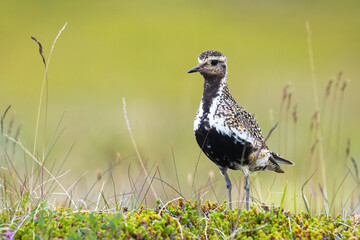 Small european golden plover, pluvialis apricaria, standing on meadow in summer. Wild feathered animal observing on grass in Iceland. Spotted black and white bird looking on wetland.