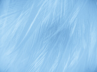 Beautiful abstract colorful white and blue feathers on white background and soft white feather texture on blue pattern and blue background, feather background, blue banners