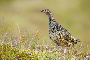 Rock ptarmigan, lagopus muta, standing on meadow in summer Iceland. Wild spotted female bird observing on field on Hrisey island. Polar feathered animal looking on grassland.