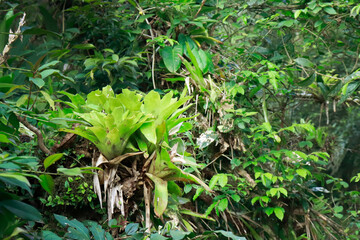 Bromélia da Mata Atlântica