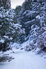 Fototapeta na wymiar mountain road in winter