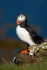 Atlantic puffin, fratercula arctica, standing on cliff in summertime. Vertical composition of colorful seabird looking on stones with wildflowers in summer. Ocean animal with orange beak observing on