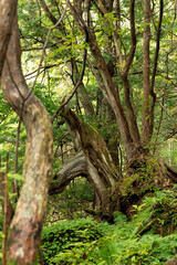 Fototapeta na wymiar 巨石の上に着生した大木と原生林