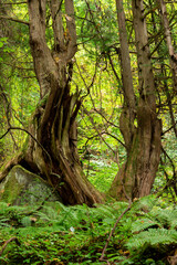 巨石の上に着生した大木と原生林