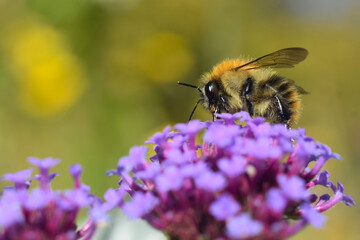 Close up of Bee collecting nectar on flower
