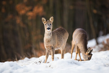 Two roe deer, capreolus capreolus, feeding on meadow in wintertime nature. Wild little mammals siblings on white field. Wild animals standing on snowy glade.