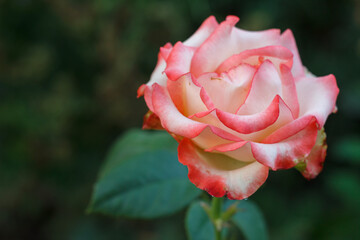 Bud of pink rose with blurred green natural background.