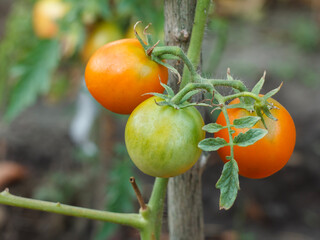 Ripe and unripe tomatoes growing on bush in the garden