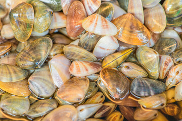 Shell in fish sauce is a one of Thai favorite food. the shell pickled style in fish sauce have a good taste with salty and sweet. preserved razor clam ready for sale in market