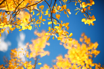 Golden leaves against the blue sky. Autumn background. Fall season.
