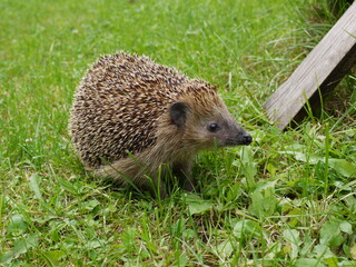 Igel auf der Wiese