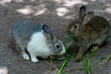 Two little white and brown rabbit eats vegetables on the ground.