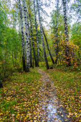 path in the woods