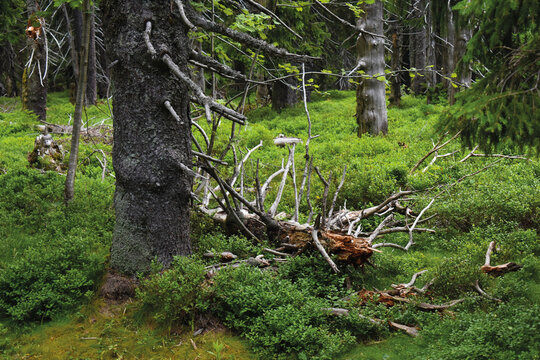 Hora Bilder Durchsuchen 15,053 Archivfotos, und Videos