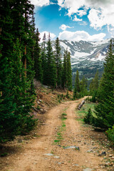 Fototapeta premium Colorado trail among the pine tree forest. Hiking and off road trail near the mountains. Summer outdoor activities.