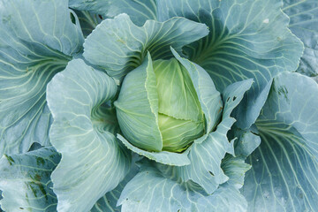 Fresh organic headed cabbage with leaves. Natural and safety food