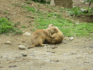 Präriehunde beim Spielen