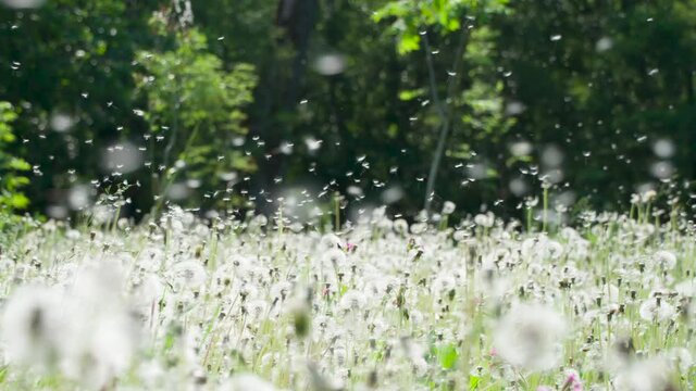 Mass Take Off of Dandelion Seeds. Large forest glade of ripe dandelions. A gust of wind raises a whirlwind from a huge amount of fluffy seeds. Filmed at a speed of 240fps