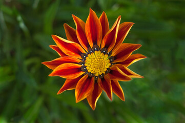 Flower Gazania