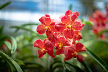 red and white orchid