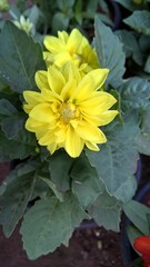 closeup view of yellow aster flower and plant