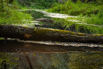 Biała Przemsza, a wild river in Malopolska, Poland.