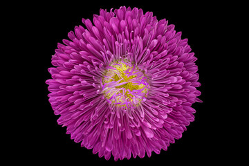 Purple aster flower