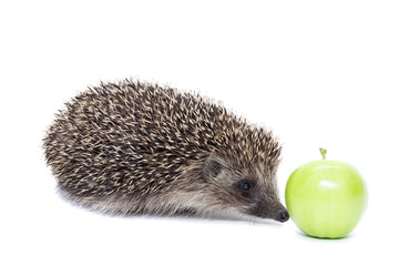 hedgehog and Apple..