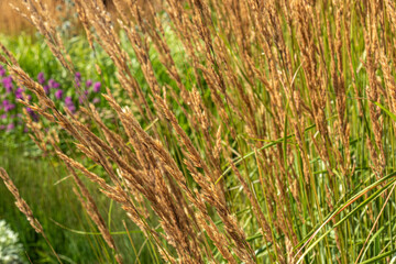 beautiful, unusual plants and grass of Golden and green color in the garden with texture
