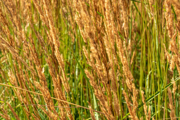 beautiful, unusual plants and grass of Golden and green color in the garden with texture