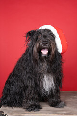 Schapendoes or Dutch Sheepdog sitting in a red background wearing a christmas hat