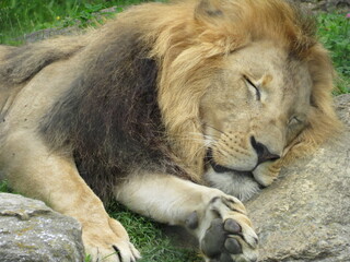 Afrikanischer Löwe (Bild 1)