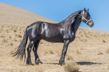 Black Friesian stallion in desert