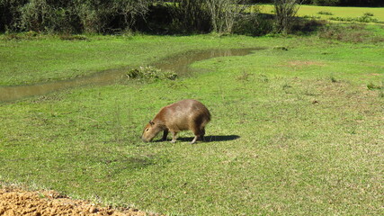 Foto del roedor mamífero carpincho "capybara", alimentándose. 