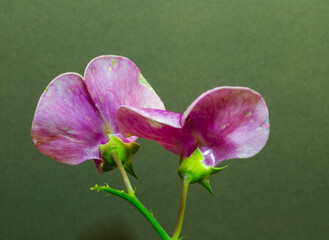 Flat Pea or Lathyrus sylvestris, a plant often used for erosion control.