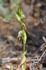 Pterostylis barbata (commonly known as the western bearded greenhood or bird orchid) coming into bloom