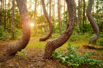 Bent pine trees in Crooked Forest at sunset, Poland.