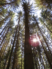 Fototapeta premium Bäume im Wald